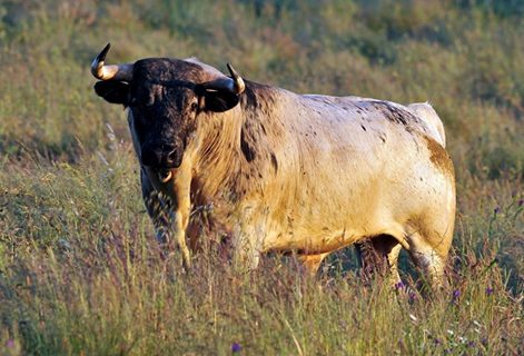 El Toro en el Campo